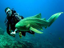 Thailand Dive Centre